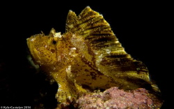 Leaf scorpion fish - Taenianotus triacanthus by Kyle Castelyn 
